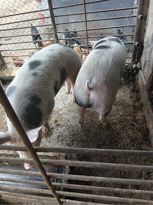 vand 2 porci masculi - imagine 5