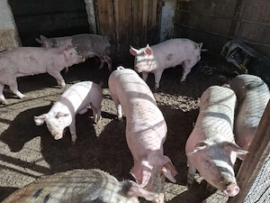 vand porci mari ieftin - imagine 2