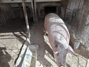 vand porci mari ieftin - imagine 3