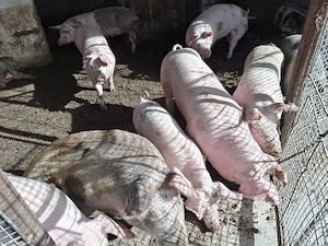 vand porci mari ieftin - imagine 4