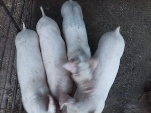 Purcei landrace castrați  - imagine 2