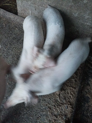 Purcei landrace din monta castrati - imagine 4