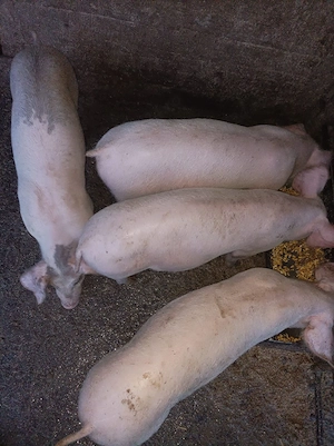 Purcei landrace castrați  - imagine 3