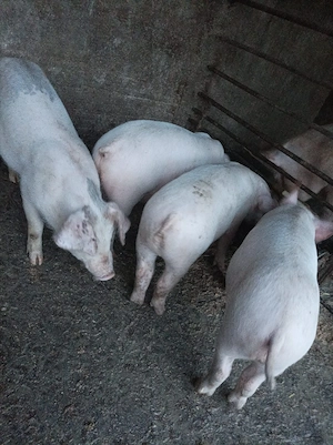 Purcei landrace castrați  - imagine 4