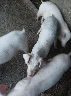 Purcei landrace castrați  - imagine 5