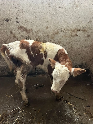 Vând un tauraș - imagine 3