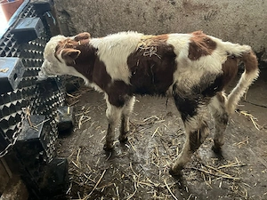 Vând un tauraș - imagine 2