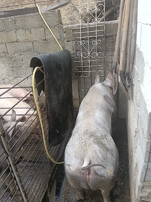 disponibilă.  rasă.  Pietrean  - imagine 4