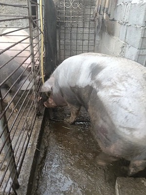 disponibilă.  rasă.  Pietrean  - imagine 2