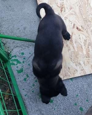 Catei Ciobanesc Belgian Malinois - imagine 4