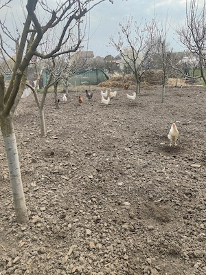 Găini de casa  - imagine 4