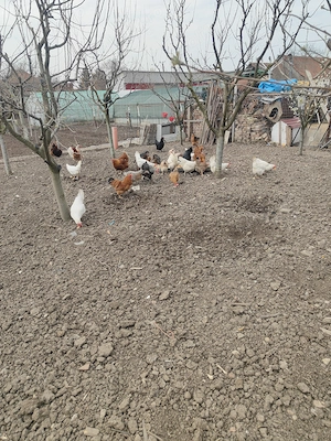 Găini de casa  - imagine 5