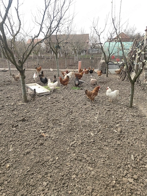 Găini de casa de vânzare 