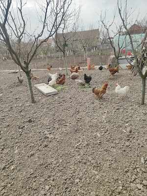 Găini de casa  - imagine 2