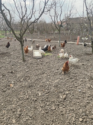 Găini de casa de vânzare  - imagine 3