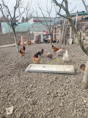 Găini de casa de vânzare  - imagine 4