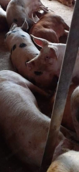 Porci de vanzare 
