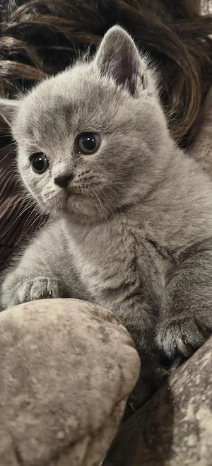 british shorthair blue