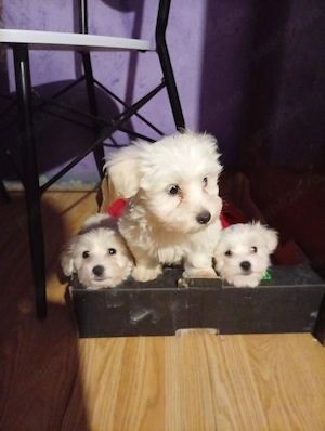 Pui Bichon Maltez de vânzare - imagine 2