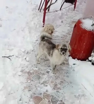 Cățelușă 6 luni, sterilizată - imagine 2