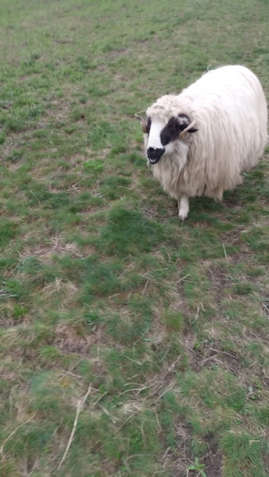 berbec pentru prăsilă 