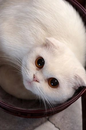 Pisicuță Scottish Fold  - imagine 2