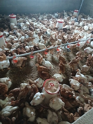 PUI rasa albi și mixt - imagine 3