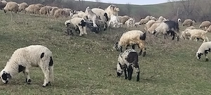 Vand 5 oi bune cu miei 