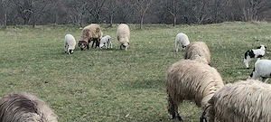 Vand miei pentru pasti