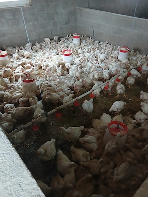 PUI rasa albi și mixt - imagine 4