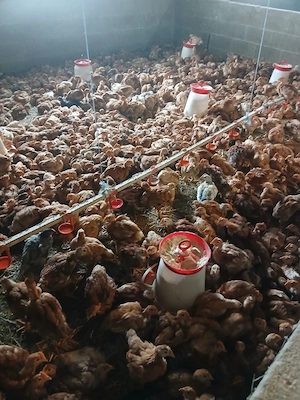 PUI rasa albi și mixt - imagine 2