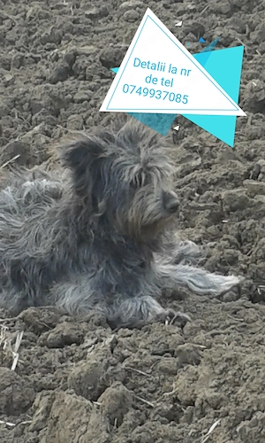 VAND 2 Catele de intrunat oi