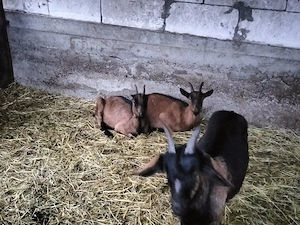 De vânzare sau schimb  - imagine 3