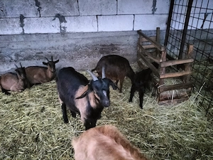 De vânzare sau schimb  - imagine 2