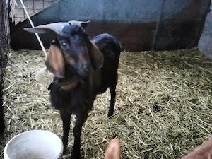 De vânzare sau schimb 