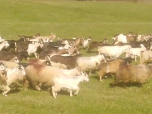 Vand capre selectate