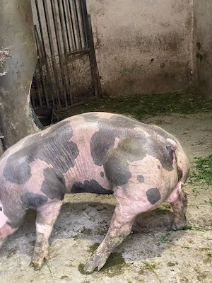 vier de carne pietrean