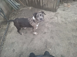 Bully American 5 luni 3 femele și un mascul