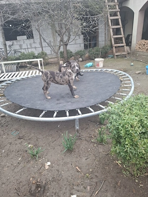 Bully American 5 luni 3 femele și un mascul - imagine 2