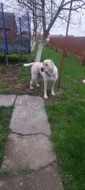 Femelă Ciobănesc Asia Centrală  - imagine 2