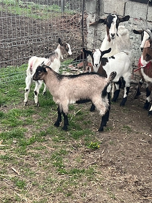 iezi de vanzare  - imagine 5