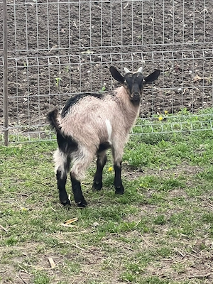 iezi de vanzare  - imagine 2