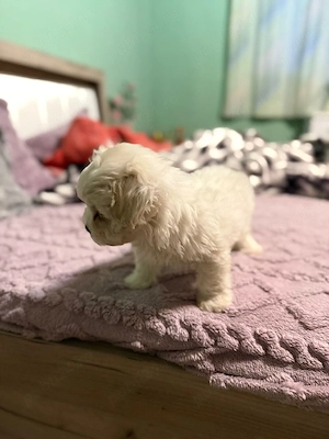 De vânzare bison maltez baietel  - imagine 4