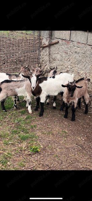 iezi de vanzare  - imagine 4