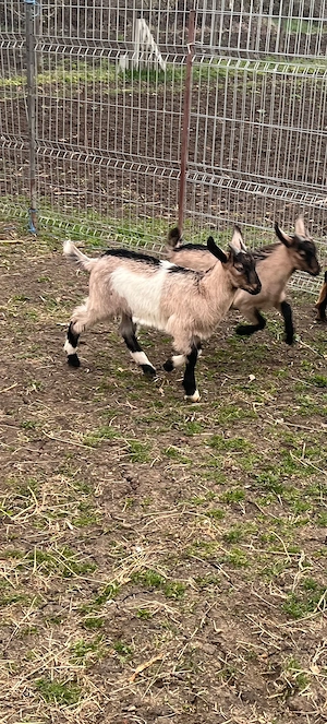 iezi de vanzare  - imagine 3