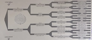 Femelă Ciobănesc de Bucovina - imagine 5