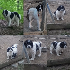 Două femeluţe Ciobănesc de Bucovina