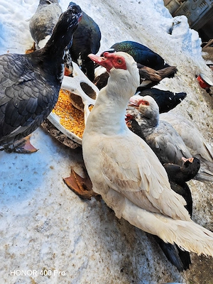 vand oua de rata muta  - imagine 5