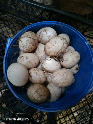 vand oua de rata muta  - imagine 4