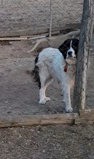 Femelă Ciobănesc de Bucovina - imagine 3